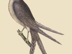 Swallow Tail Hawk by Mark Catesby - Art Print