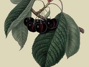 Black Circassian Cherry by William Hooker - Art Print