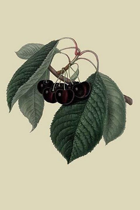Black Circassian Cherry by William Hooker - Art Print