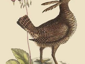 American Partridge by Mark Catesby - Art Print