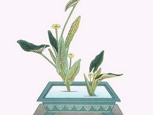 Kohone (Water Lily) in a Sunabachi by Josiah Conder - Art Print