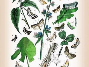 Moths: Pyrales Farinalis