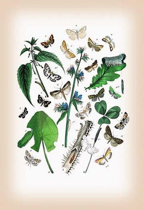 Moths: Pyrales Farinalis