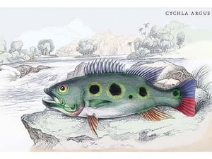 Cychla Argus by Robert H. Schomburgk - Art Print