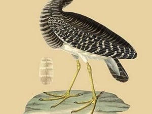 Heron Phaeton - Art Print