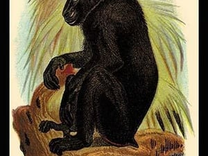 The Celebean Black Baboon by G.R. Waterhouse - Art Print