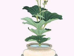 Tsuwa-buki (Ligularia Tussilagineana) in a wide mouth Tsubo by Josiah Conder #2 - Art Print