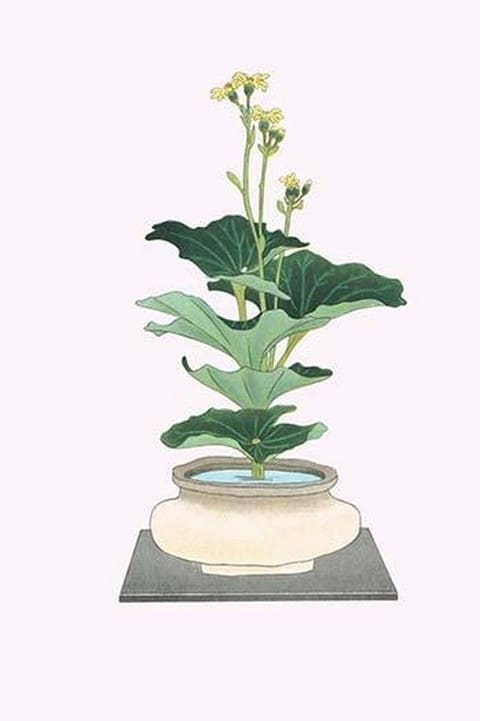 Tsuwa-buki (Ligularia Tussilagineana) in a wide mouth Tsubo by Josiah Conder #2 - Art Print