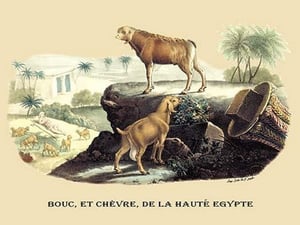 Bouc