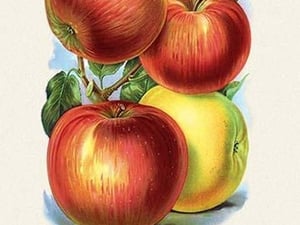 Washington and Granny Smith Apples - Art Print