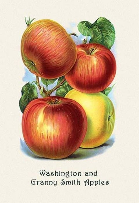 Washington and Granny Smith Apples - Art Print