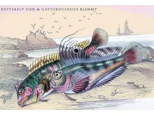 Butterfly Fish and Gattoruginous Blenny by Robert Hamilton - Art Print