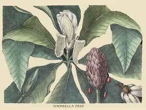 Umbrella Tree by Mark Catesby #2 - Art Print