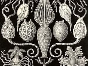 Amphoridea by Ernst Haeckel - Art Print