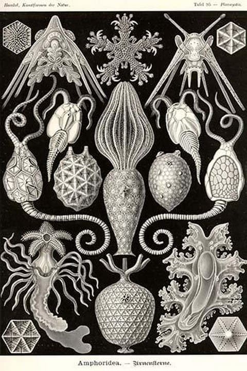 Amphoridea by Ernst Haeckel - Art Print