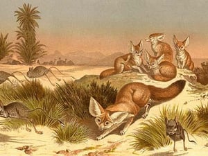 Desert Fox by Friedrich Wilhelm Kuhnert - Art Print
