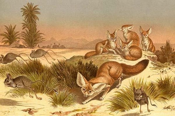 Desert Fox by Friedrich Wilhelm Kuhnert - Art Print