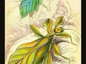 Insects: Phyllium Siccifolia by James Duncan - Art Print