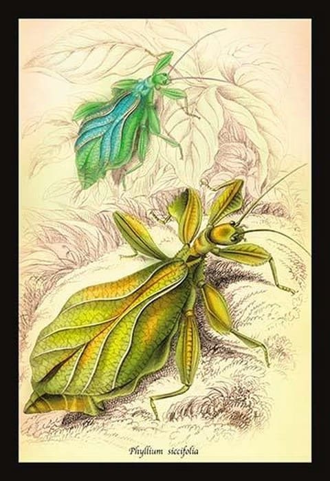 Insects: Phyllium Siccifolia by James Duncan - Art Print