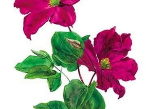 Clematis Madame Edouard Andre by H.G. Moon - Art Print
