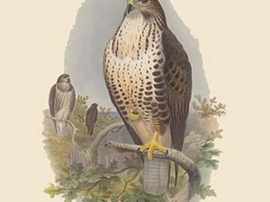 Buteo Vulgaris - Common Buzzard by John Gould - Art Print