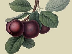 Nectarine Plum by William Hooker #2 - Art Print