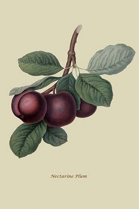 Nectarine Plum by William Hooker #2 - Art Print
