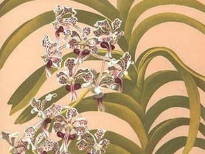 Vanda Suavis by H.G. Moon #2 - Art Print
