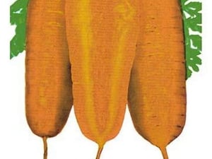 Carrot: Red Cored - Art Print