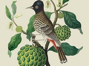 Bulbul or Indian Nightingale by J. Forbes - Art Print