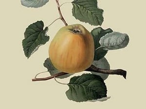 Ribston Pippin or Apple by William Hooker - Art Print