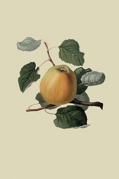Ribston Pippin or Apple by William Hooker - Art Print