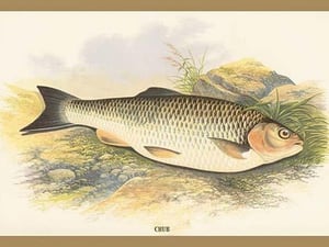 Chub by A.F. Lydon - Art Print