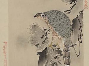 Hawk - Art Print