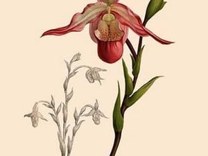 Orchid: Cypripedium Calurum by William Forsell Kirby - Art Print