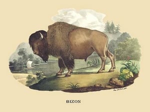 Bizon (Bison) by E. F. Noel - Art Print