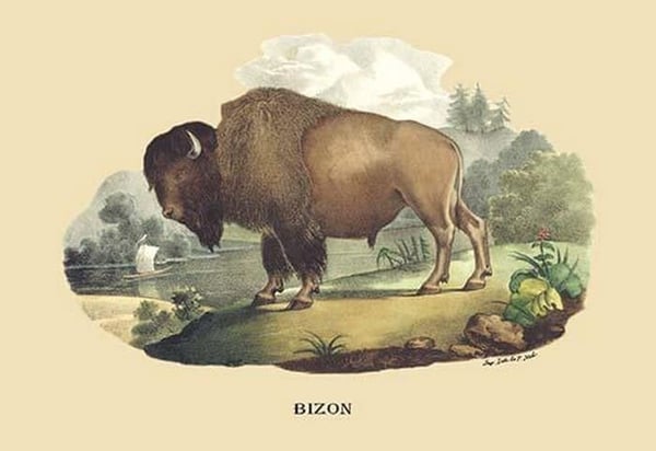 Bizon (Bison) by E. F. Noel - Art Print