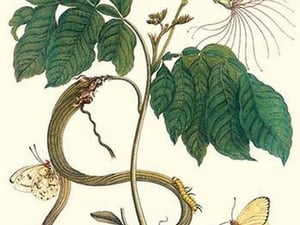 Ice Cream Bean with Apricot Sulphur Butterfly by Maria Sibylla Merian - Art Print