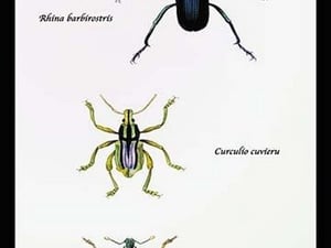 Beetles: Rhina Barbirostris