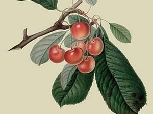 Bigarreau Cherry by William Hooker - Art Print