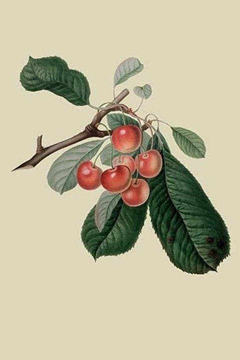 Bigarreau Cherry by William Hooker - Art Print