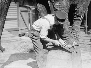 Manicuring an Elephant in New York's Central Park - Art Print