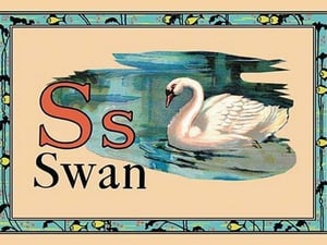 Swan - Art Print