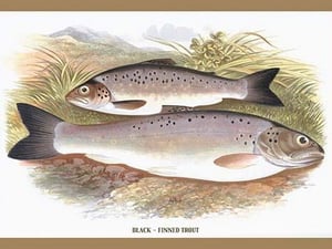 Black-Finned Trout by A.F. Lydon - Art Print