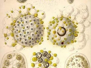 Collozoum Inerme by Ernst Haeckel - Art Print