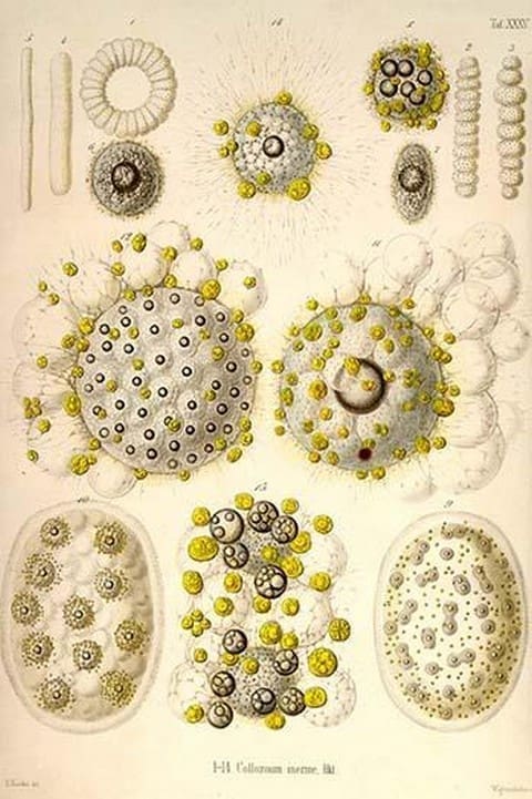 Collozoum Inerme by Ernst Haeckel - Art Print