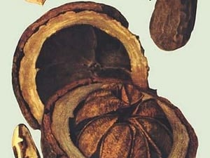 Nuts - Art Print