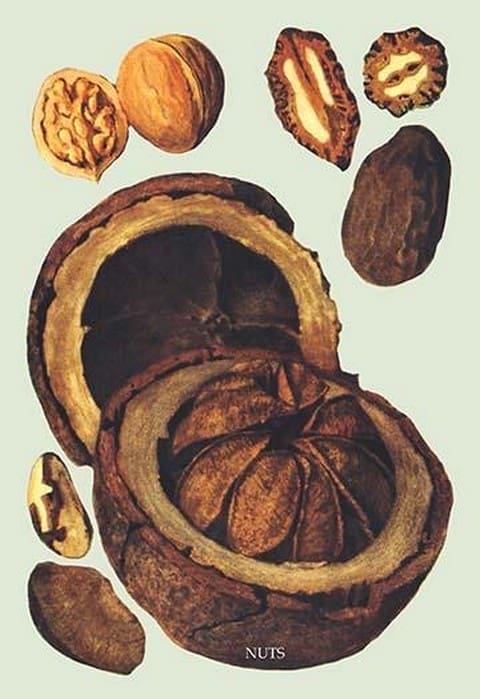 Nuts - Art Print