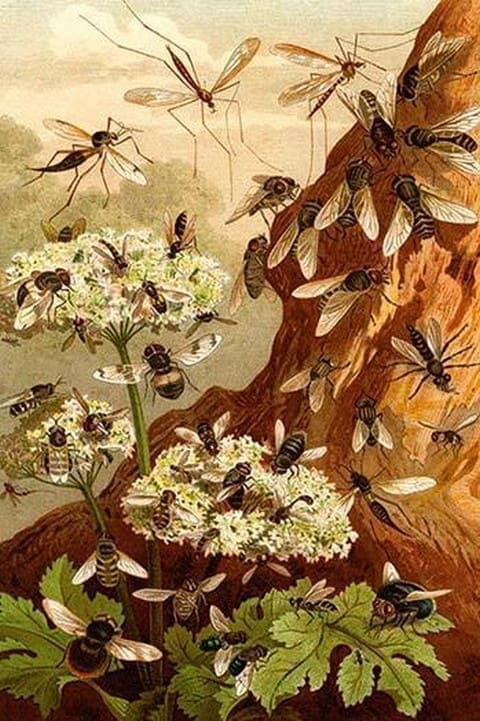 Bees by Friedrich Wilhelm Kuhnert - Art Print