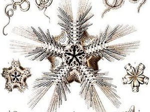 Brittle Stars by Ernst Haeckel - Art Print